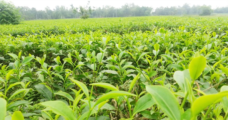 সমতল ভূমি চা বাগান, পঞ্চগড়